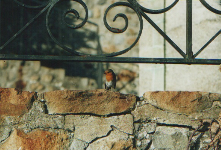 pettirosso