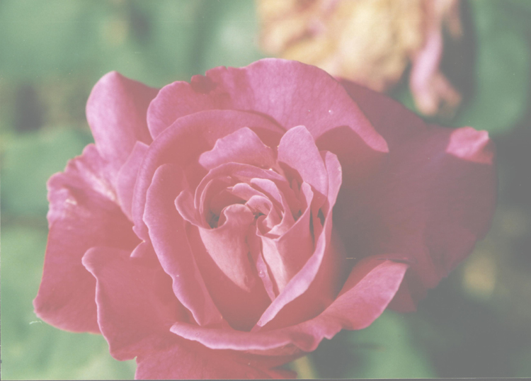rosa